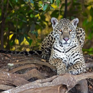 Jaguar_0117