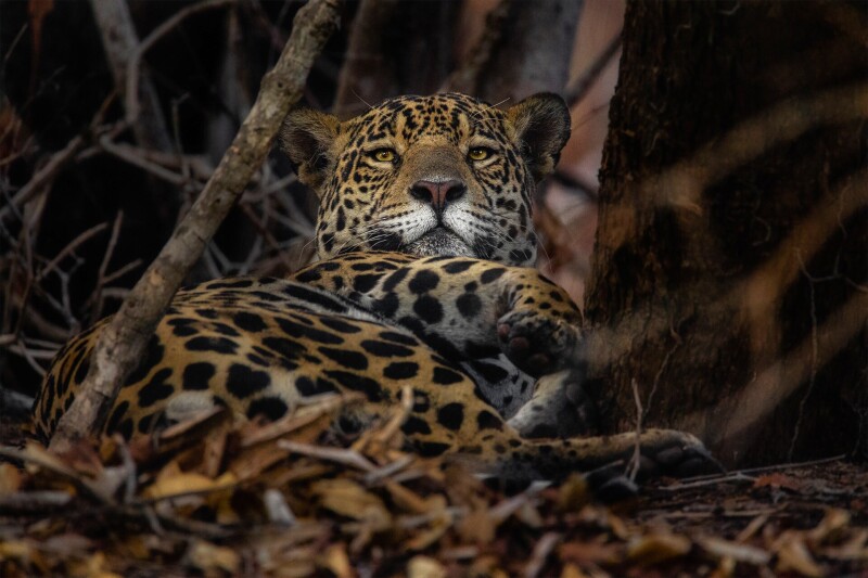 Jaguar_0120.jpg