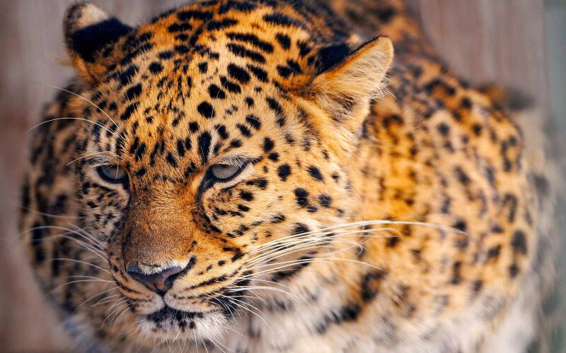 Jaguar_0133.jpg