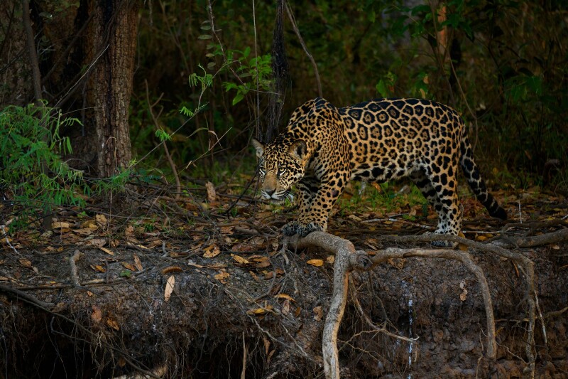 Jaguar_0137.jpg