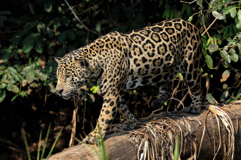 Jaguar_0139.jpg