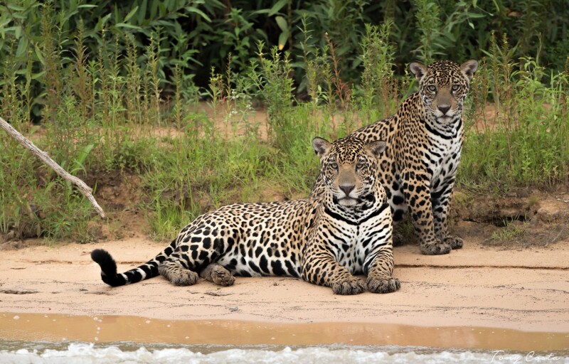 Jaguar_0144.jpg