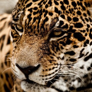 Jaguar_0145