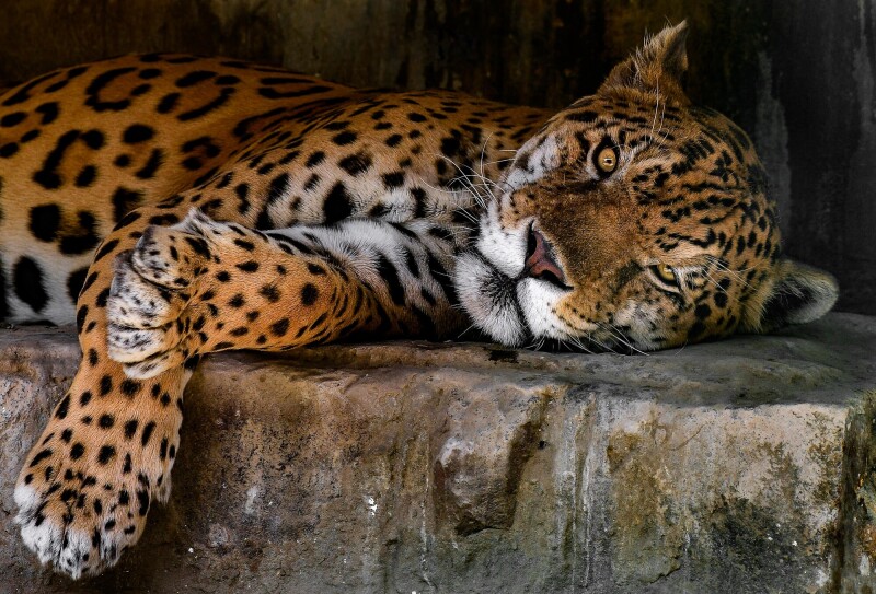 Jaguar_0149.jpg