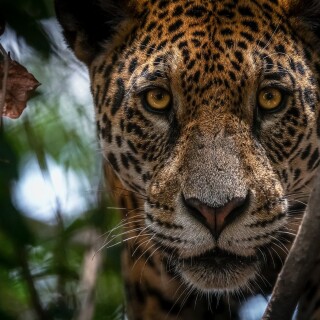 Jaguar_0152