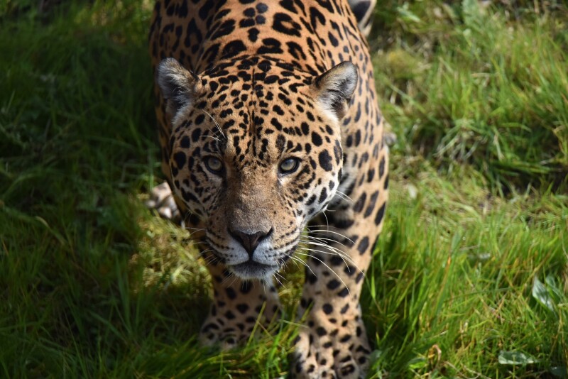 Jaguar_0153.jpg