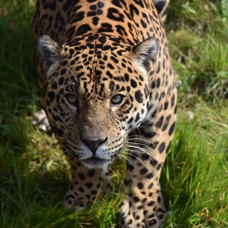 Jaguar_0153