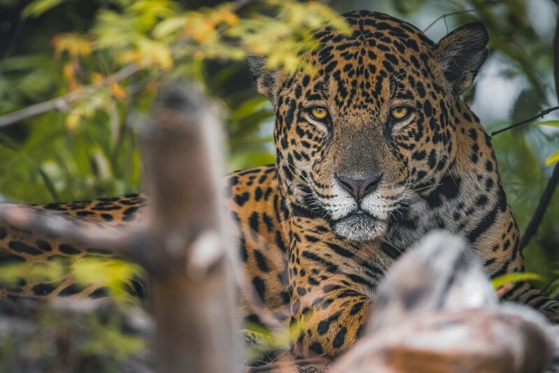 Jaguar_0159.jpg