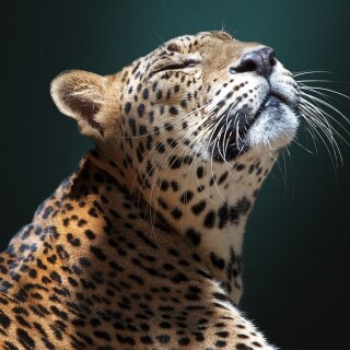 Jaguar_0169