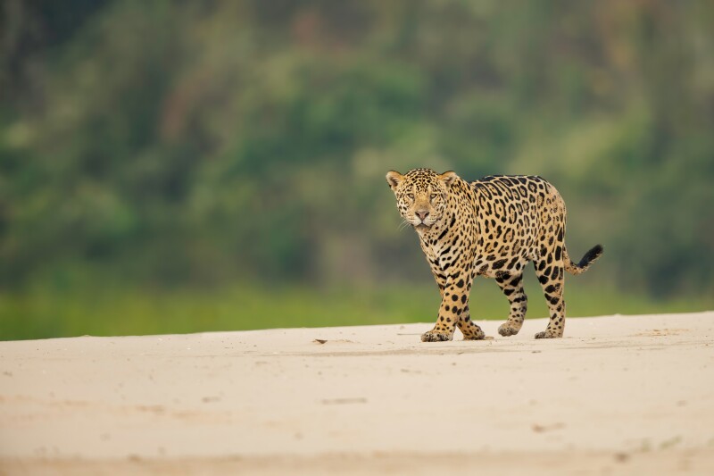 Jaguar_0170.jpg