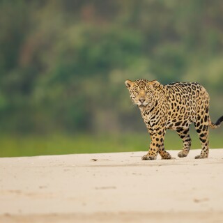 Jaguar_0170