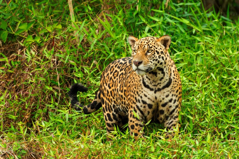 Jaguar_0171.jpg
