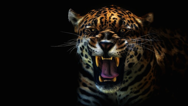 Jaguar_0174.jpg