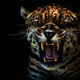 Jaguar_0174