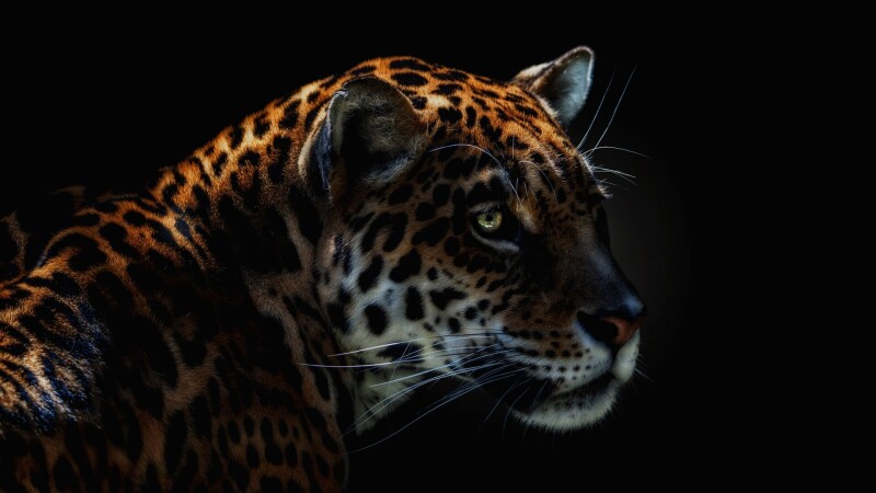 Jaguar_0175.jpg