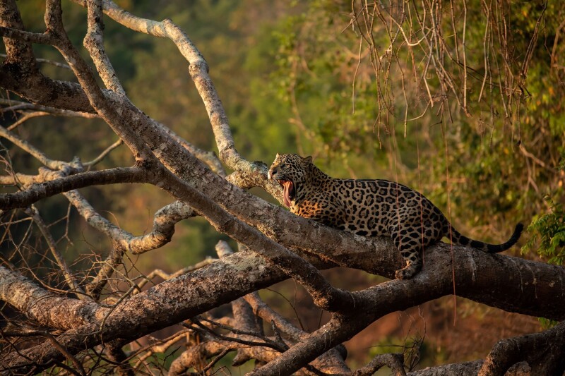 Jaguar_0177.jpg