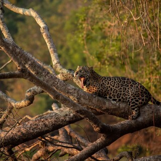 Jaguar_0177