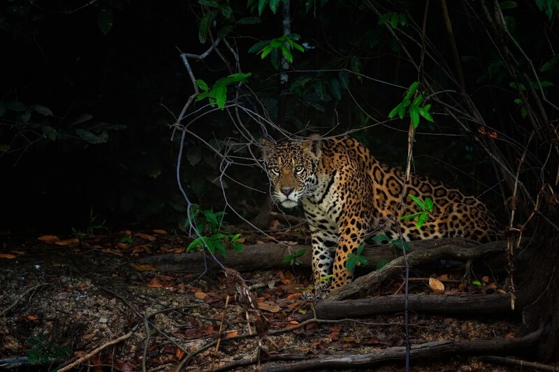Jaguar_0178.jpg