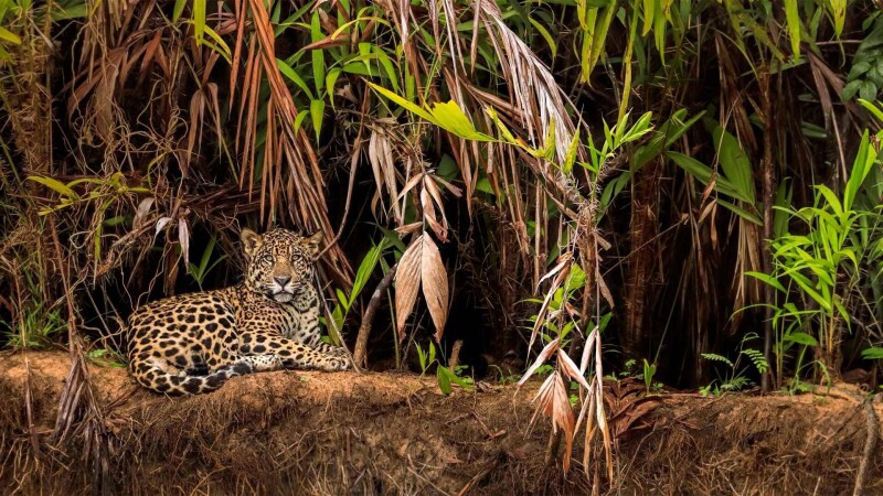 Jaguar_0179.jpg