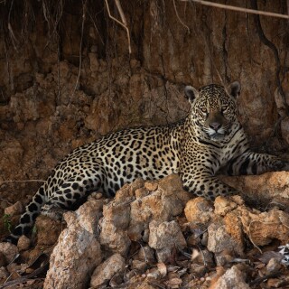 Jaguar_0181