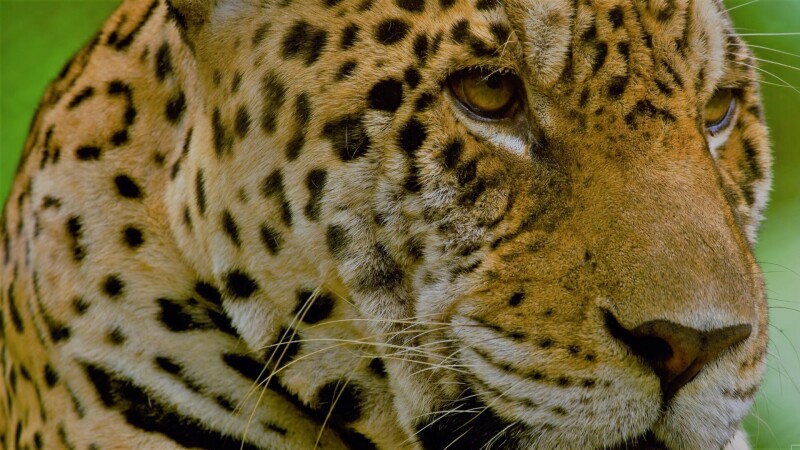 Jaguar_0189.jpg