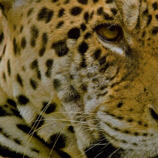 Jaguar_0189