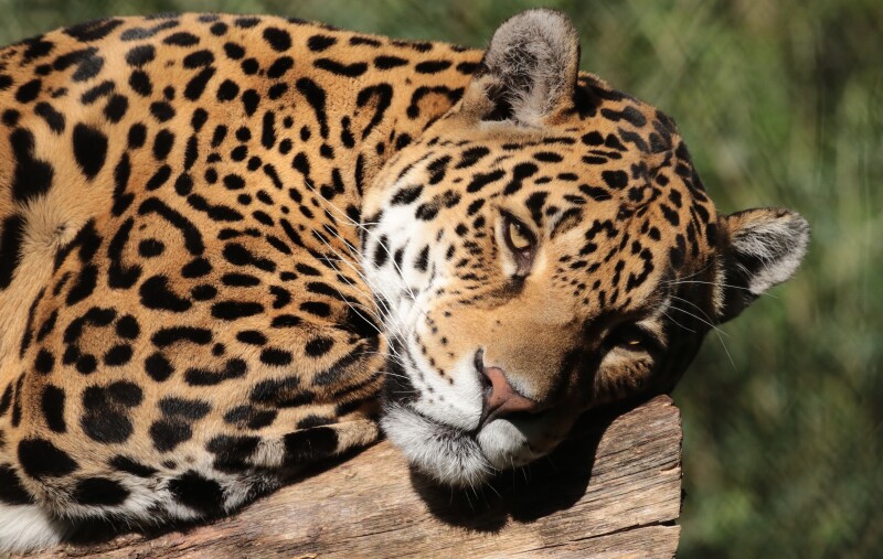 Jaguar_0190.jpg
