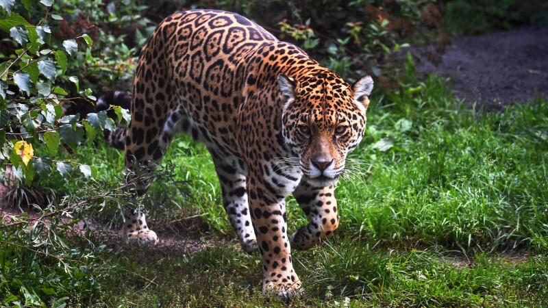 Jaguar_0193.jpg