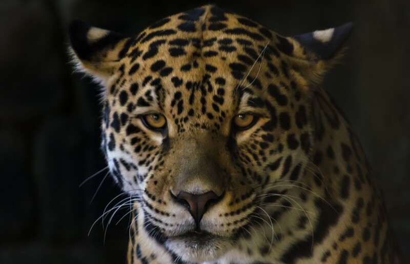 Jaguar_0206.jpg