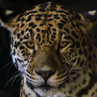 Jaguar_0206