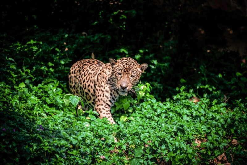 Jaguar_0207.jpg