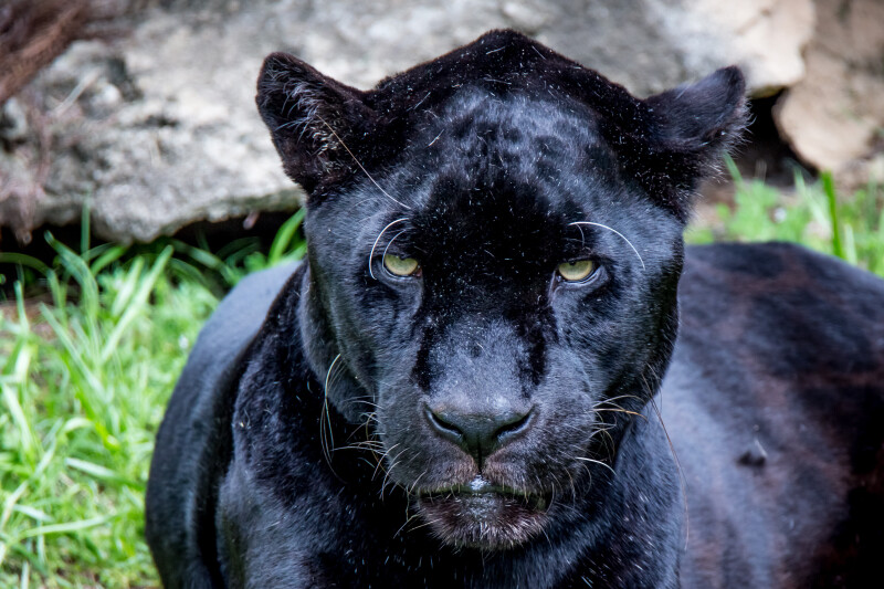Jaguar_0210.jpg
