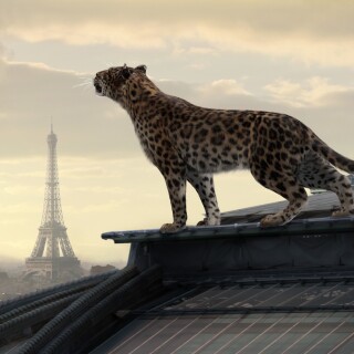 Jaguar_0229
