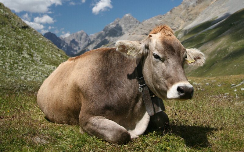 Cow_0003.jpg