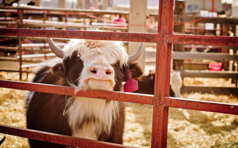 Cow_0004.jpg