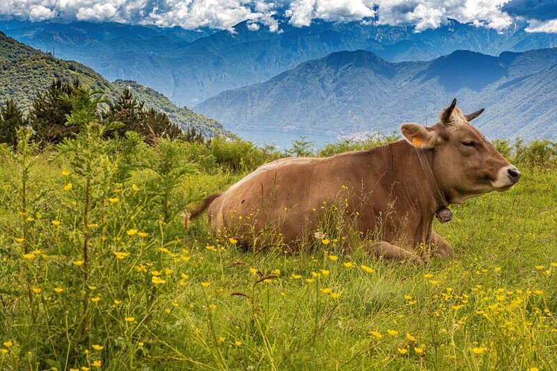 Cow_0006.jpg