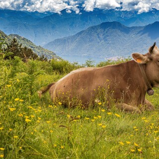 Cow_0006