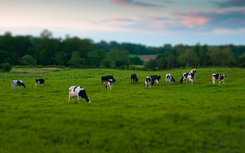 Cow_0011.jpg