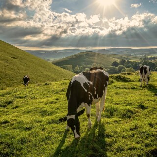 Cow_0015