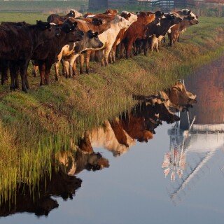 Cow_0019
