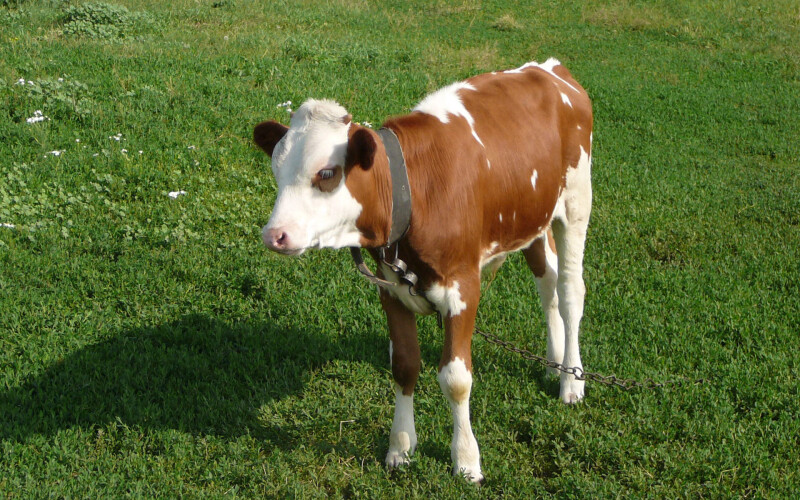 Cow_0021.jpg