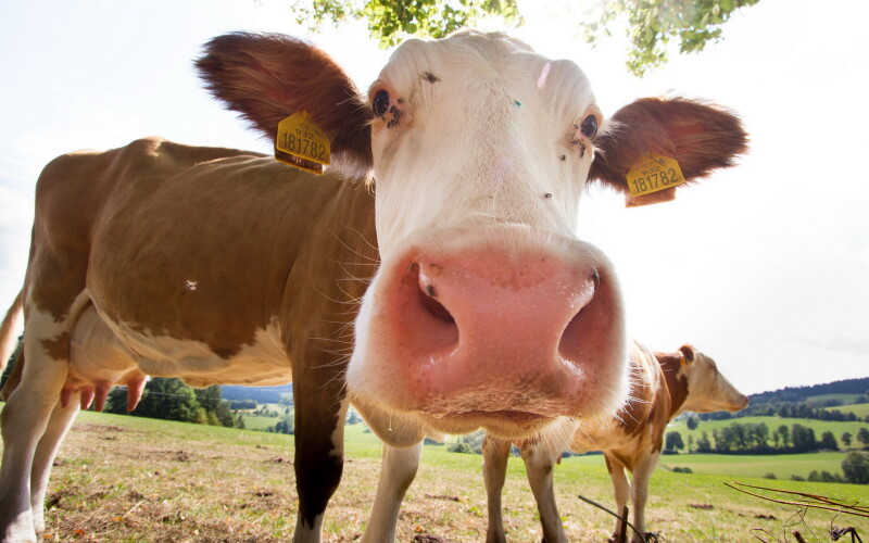 Cow_0026.jpg