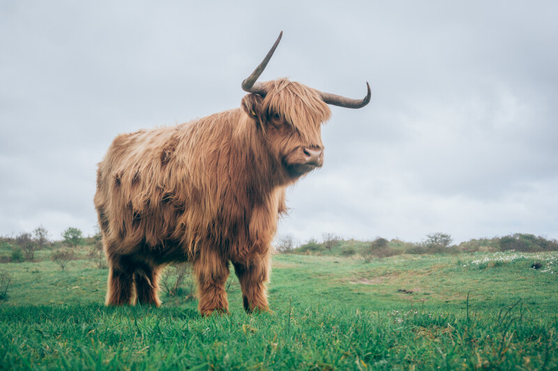 Cow_0036.jpg