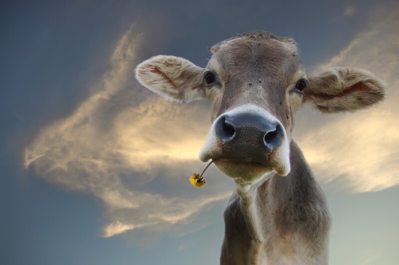 Cow_0039.jpg