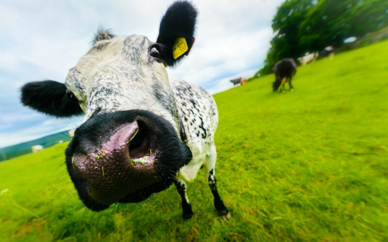 Cow_0043.jpg