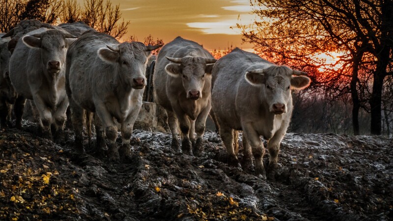 Cow_0047.jpg
