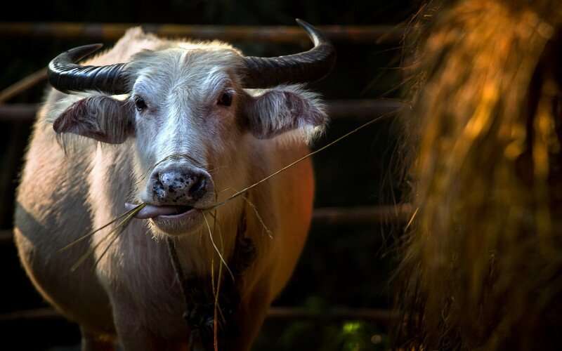 Cow_0054.jpg