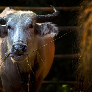 Cow_0054