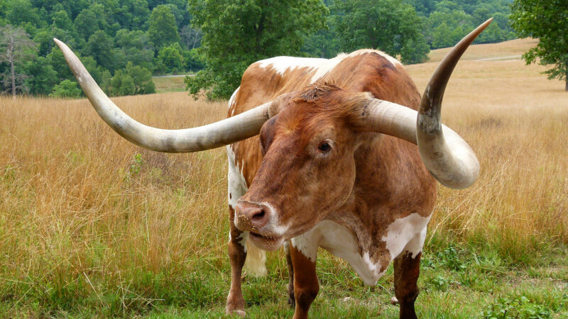 Cow_0059.jpg