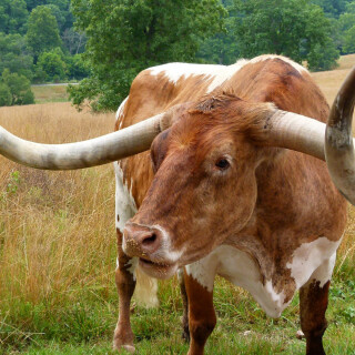 Cow_0059
